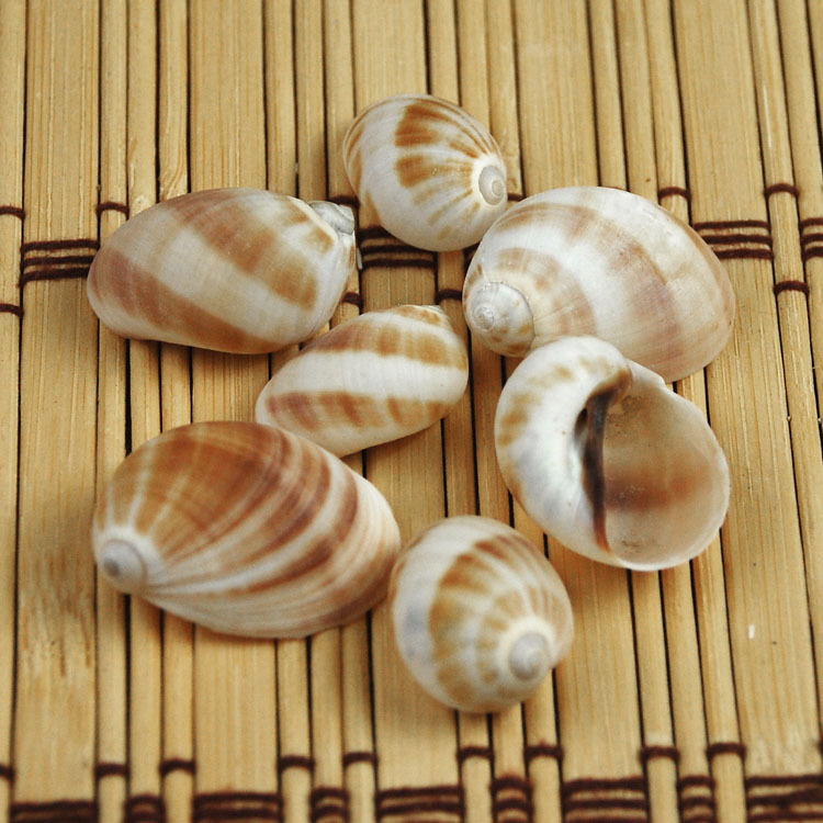 Home Decor Habitat - Natural Monetaria annulus Shell - Mediterranean