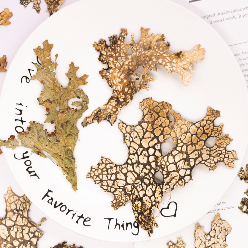 Pressed Flower Frame - 4pcs,Rare Bark Natural Pressed Flower -