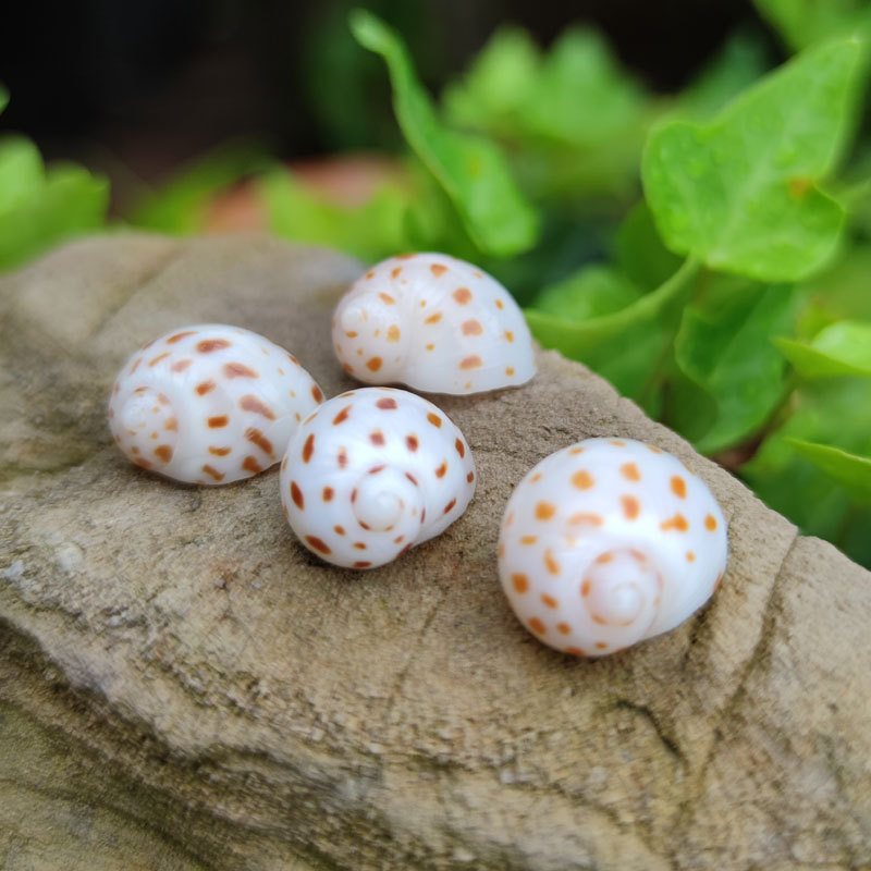 Home Decor Habitat - Natural Natica maculosa Shell - Spotted