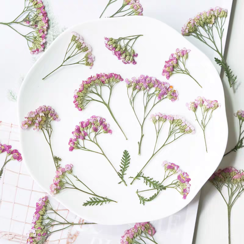 Pressed Flower Frame - 60pcs Pressed Dried Yarrow Achilleawilsonia Flower