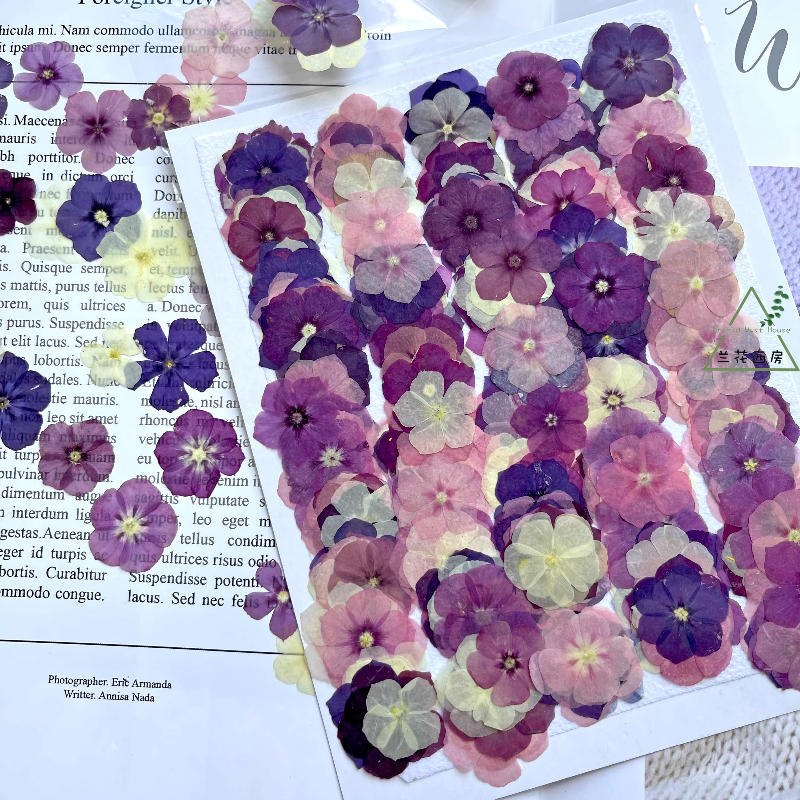 Pressed Flower Frame - 12pcs,Semi-Transparent Niche Phlox Pressed Dried Flowers