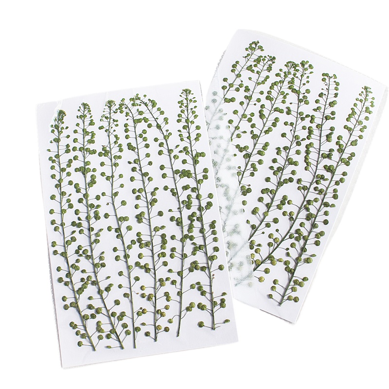 Natural Color Green Bell Grass - Pressed Flower Frame 리뷰 및 가격
