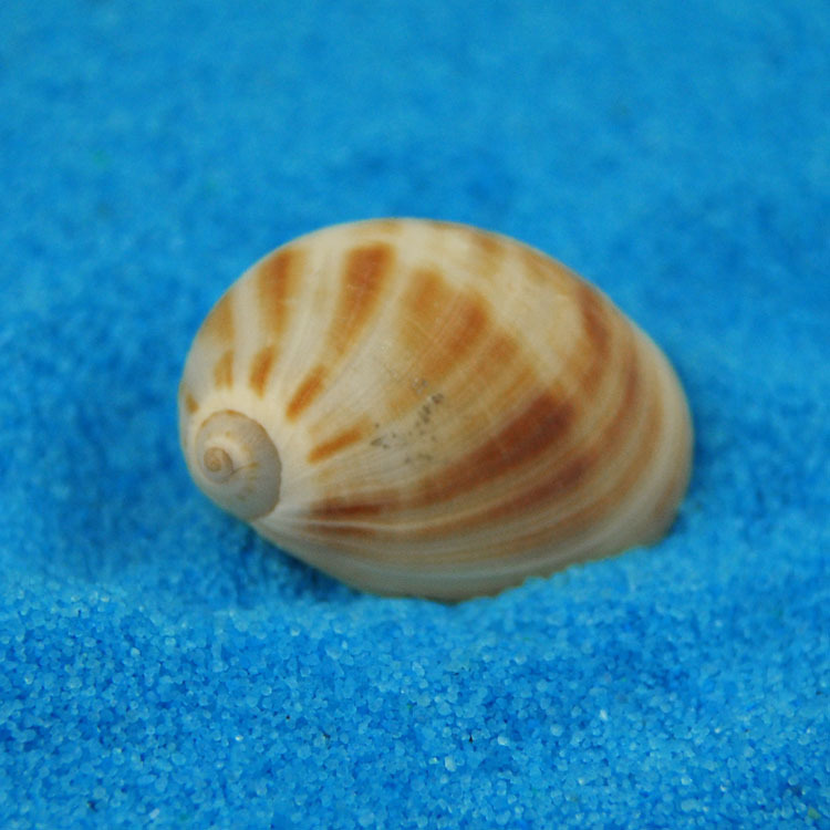 Natural Monetaria annulus Shel - Home Decor Habitat 리뷰 및 가격