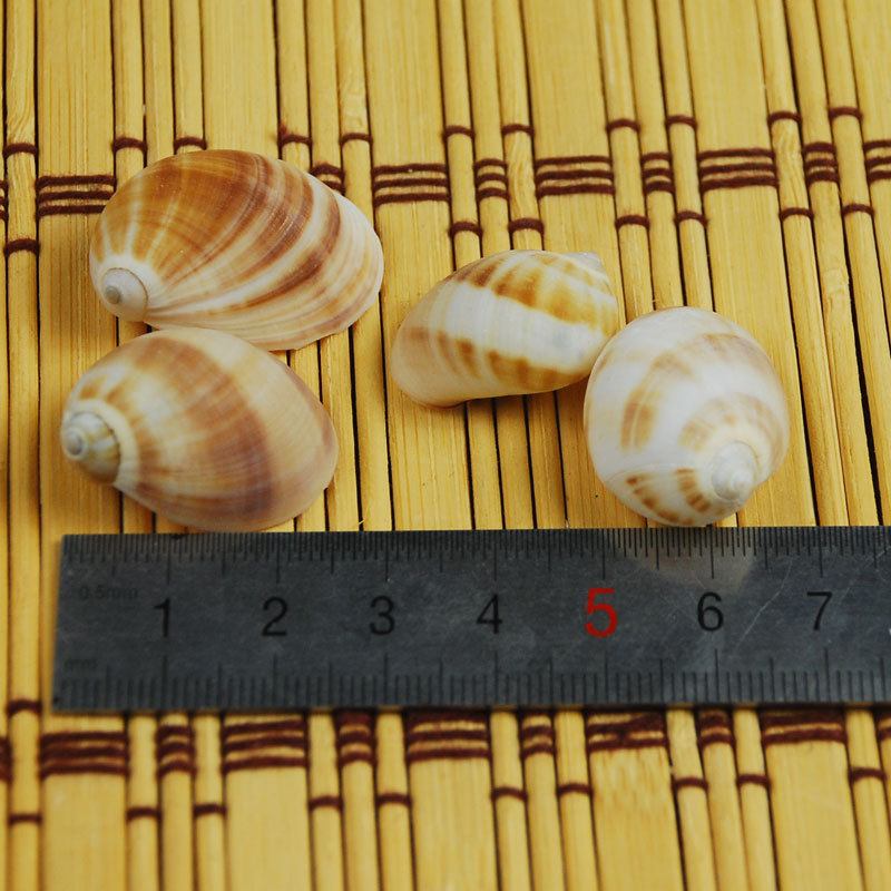 Natural Monetaria annulus Shel - Home Decor Habitat 리뷰 및 가격