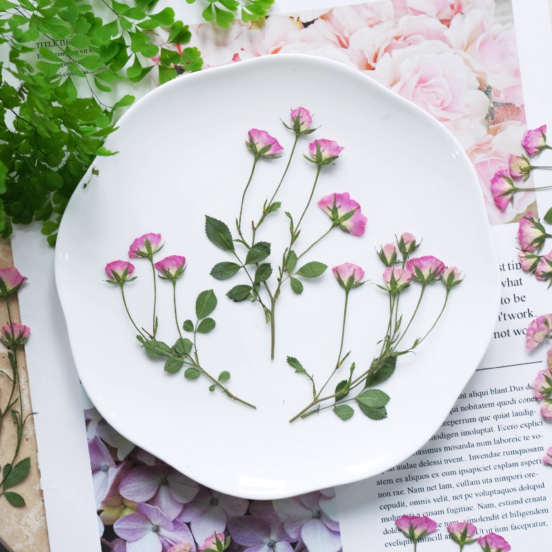 12pcs,Mini Pink Rose Pressed F - Pressed Flower Frame 리뷰 및 가격