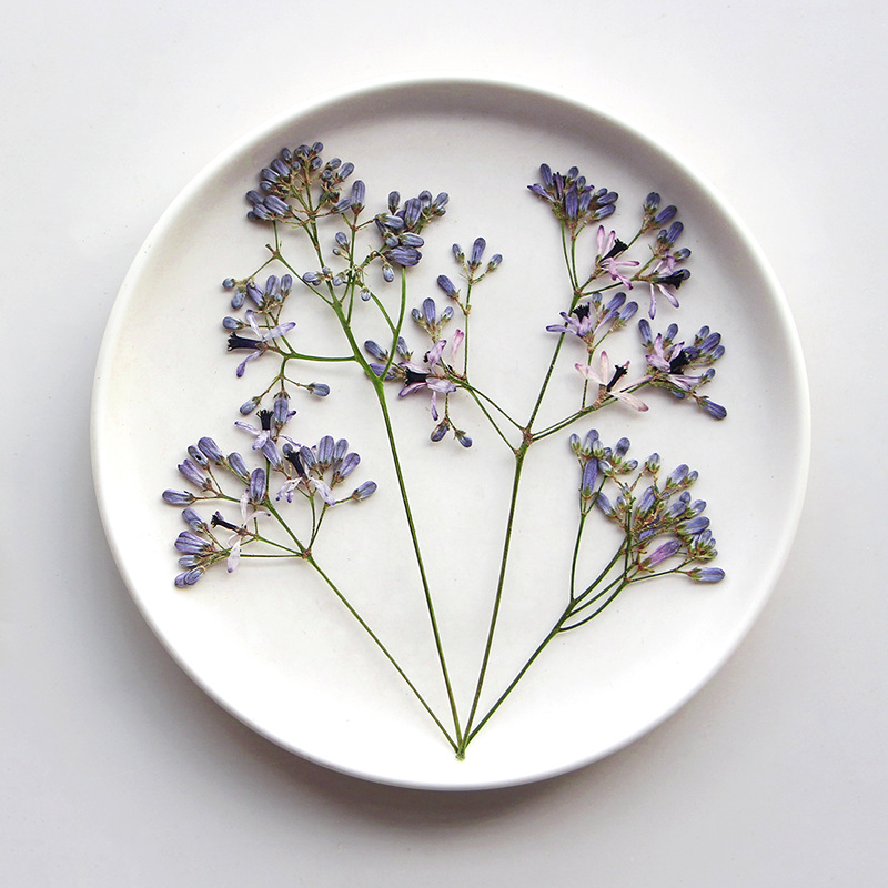 120pcs Pressed Dried Melia aze - Pressed Flower Frame 리뷰 및 가격