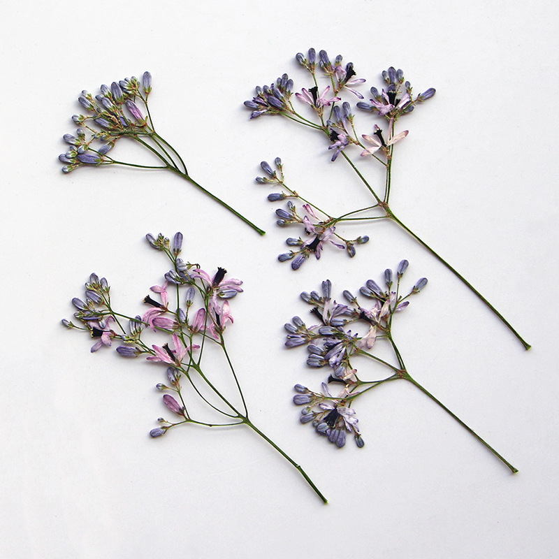 120pcs Pressed Dried Melia aze - Pressed Flower Frame 리뷰 및 가격
