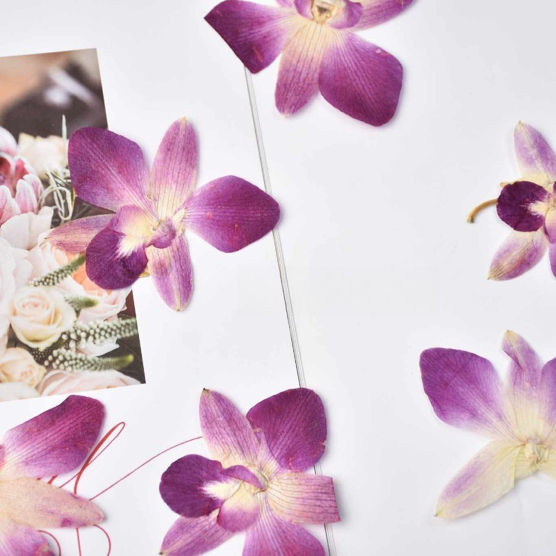 4pcs,Real Pressed Butterfly Or - Pressed Flower Frame 리뷰 및 가격