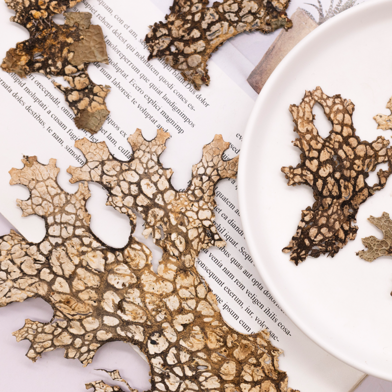 4pcs,Rare Bark Natural Pressed - Pressed Flower Frame 리뷰 및 가격
