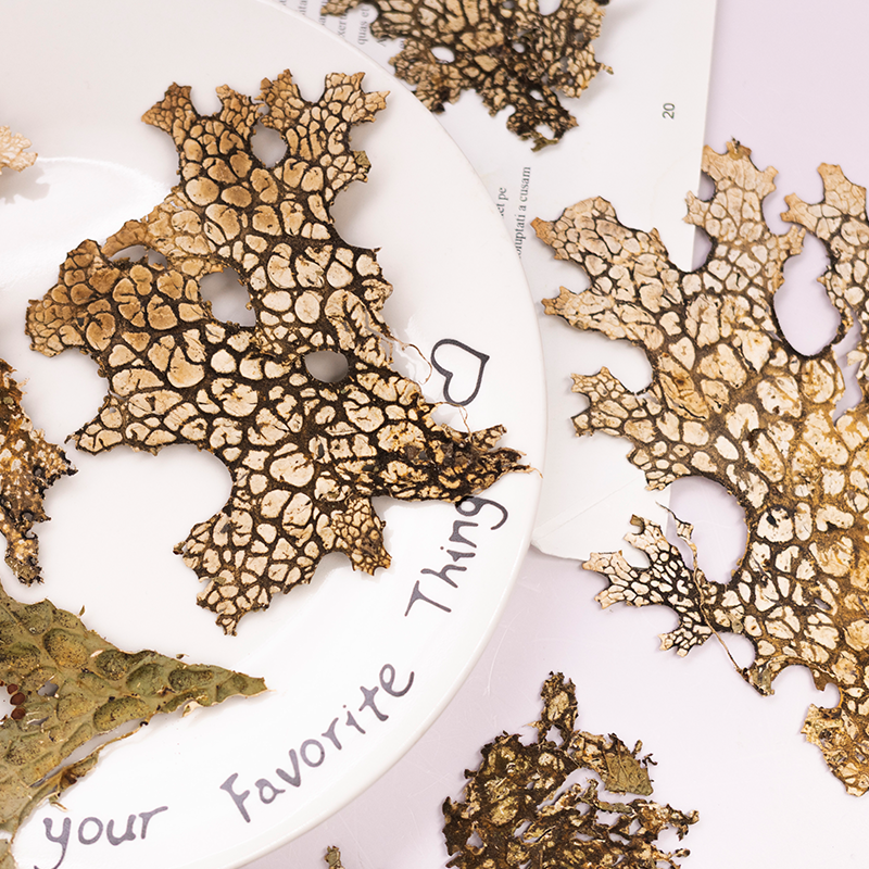4pcs,Rare Bark Natural Pressed - Pressed Flower Frame 리뷰 및 가격