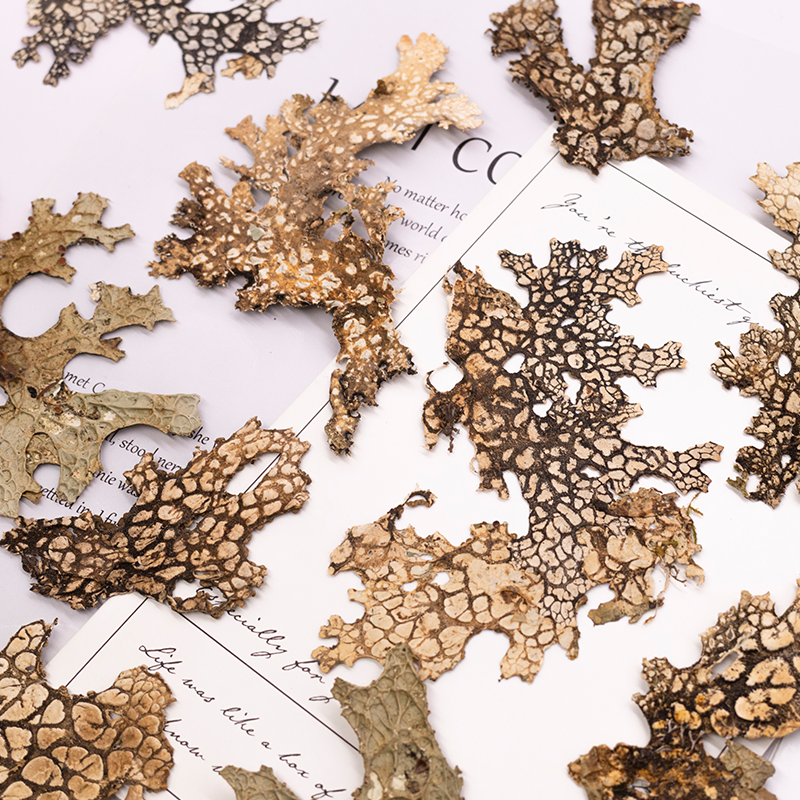 4pcs,Rare Bark Natural Pressed - Pressed Flower Frame 리뷰 및 가격