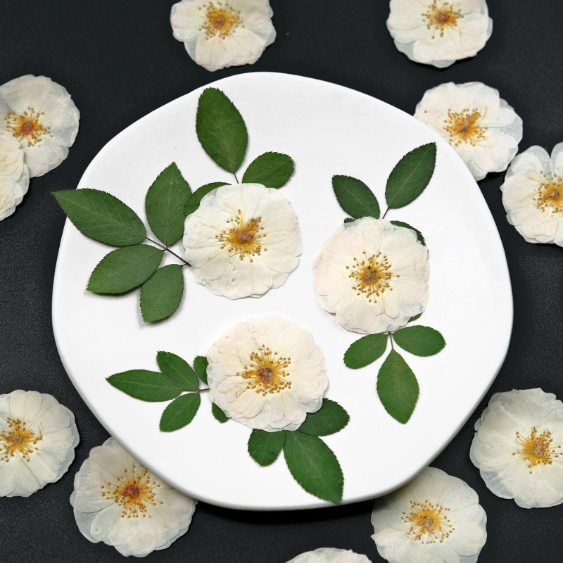 6pcs,9pcs,Nature White Rose Pr - Pressed Flower Frame 리뷰 및 가격