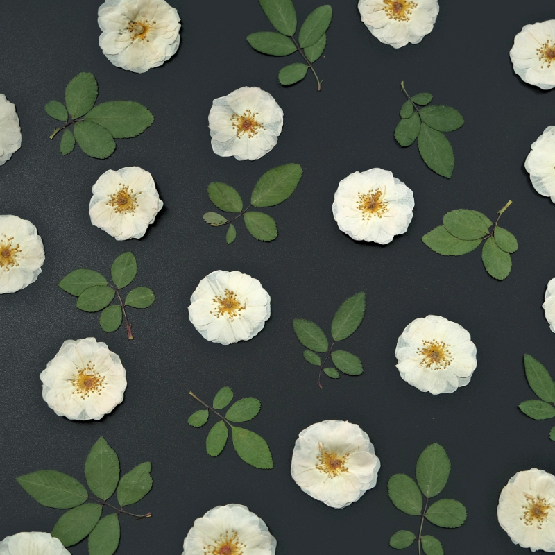 6pcs,9pcs,Nature White Rose Pr - Pressed Flower Frame 리뷰 및 가격
