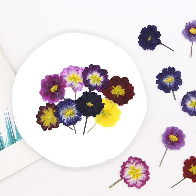 48Pcs European Primrose Teachi - Pressed Flower Frame 리뷰 및 가격