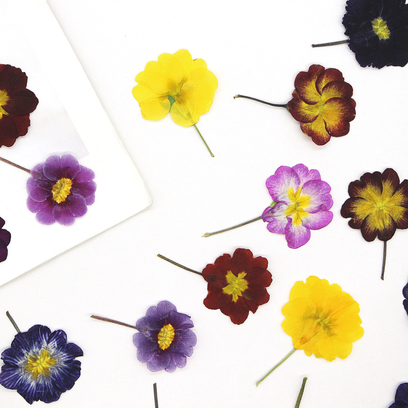 48Pcs European Primrose Teachi - Pressed Flower Frame 리뷰 및 가격