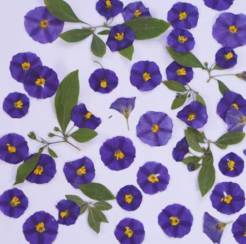 100pcs Pressed Dried Lycianthe - Pressed Flower Frame 리뷰 및 가격