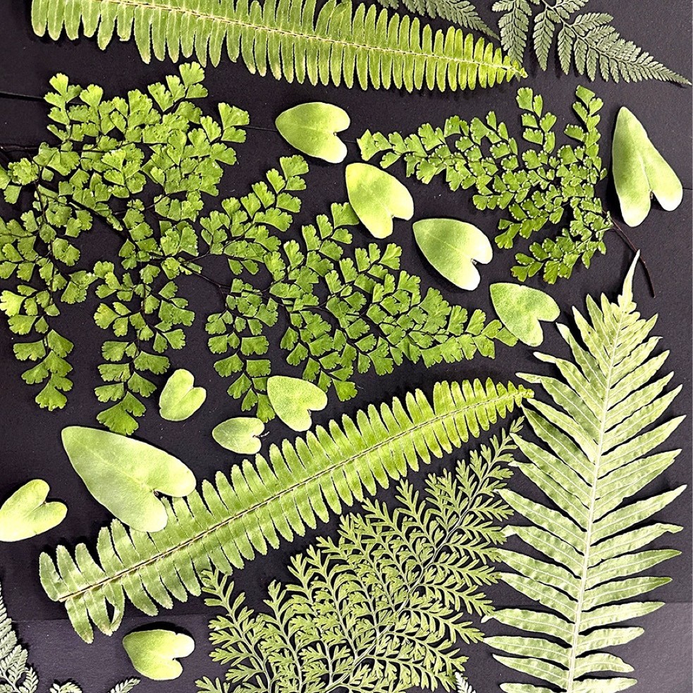5Pcs Natural Green Large Fern  - Pressed Flower Frame 리뷰 및 가격