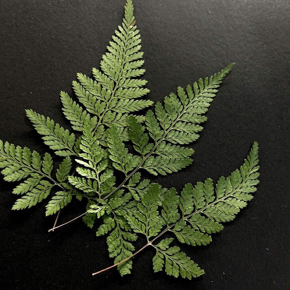 5Pcs Natural Green Large Fern  - Pressed Flower Frame 리뷰 및 가격