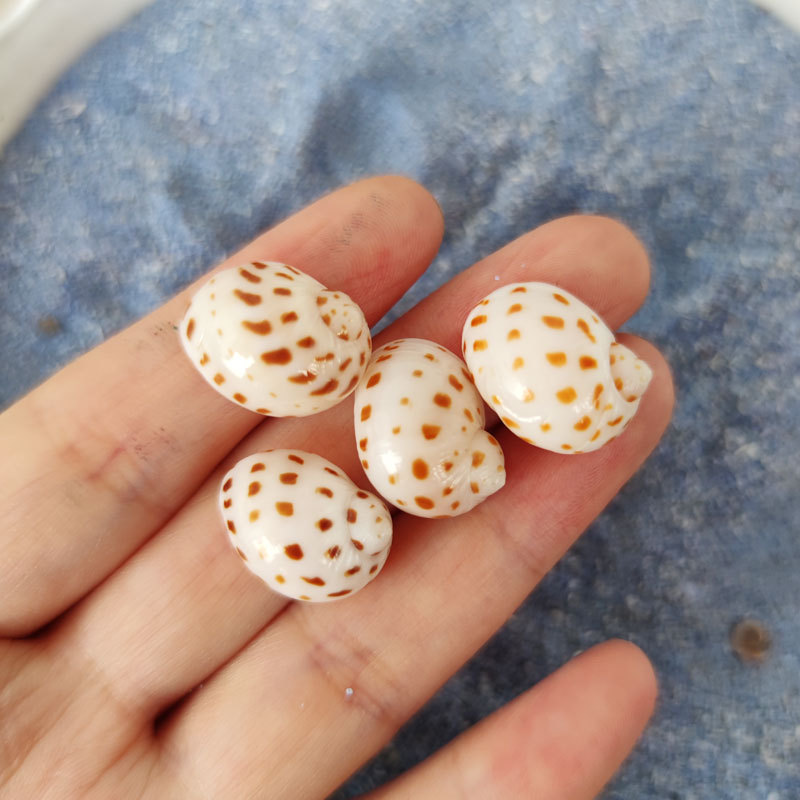 Natural Natica maculosa Shell  - Home Decor Habitat 리뷰 및 가격