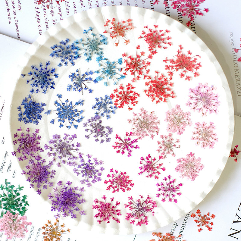 24pcs,2-2.5cm,nature Dyed Mini - Pressed Flower Frame 리뷰 및 가격