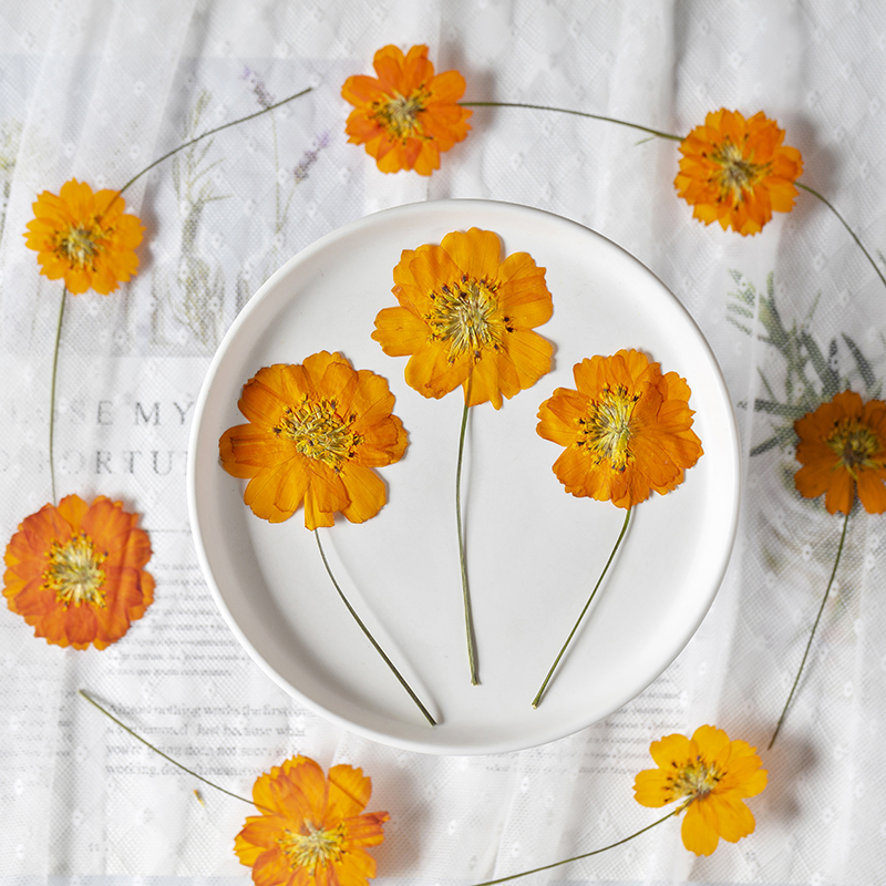 8-10cm/24pcs,nature pressed Co - Pressed Flower Frame 리뷰 및 가격