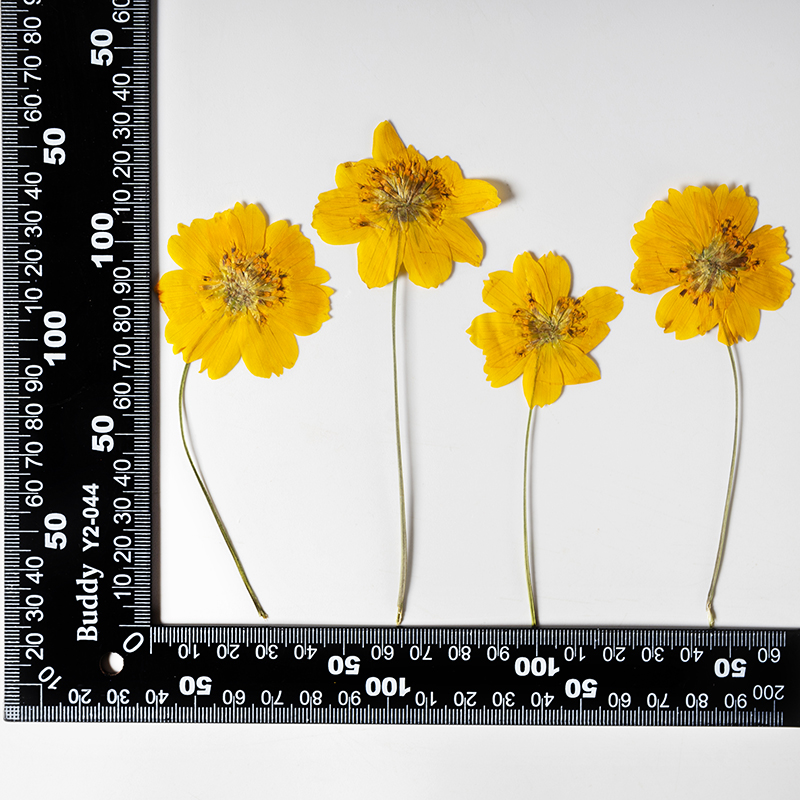 8-10cm/24pcs,nature pressed Co - Pressed Flower Frame 리뷰 및 가격