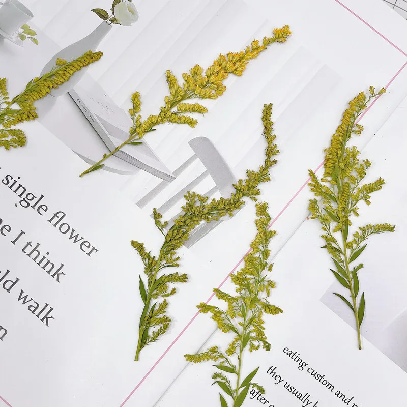 6-10cm/24pcs,natural pressed f - Pressed Flower Frame 리뷰 및 가격