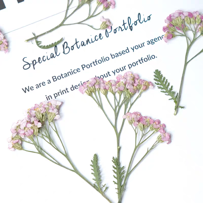 60pcs Pressed Dried Yarrow Ach - Pressed Flower Frame 리뷰 및 가격