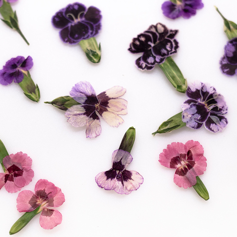24pcs,Pressed Dried Dianthus F - Pressed Flower Frame 리뷰 및 가격