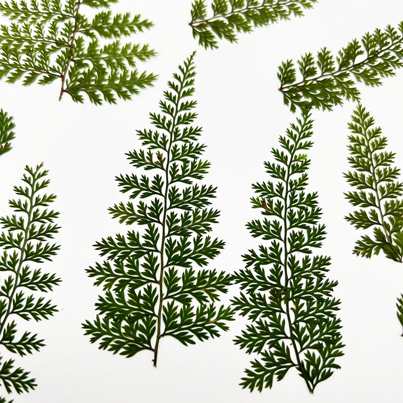 100Pcs Natural Rain Fern Leaf  - Pressed Flower Frame 리뷰 및 가격