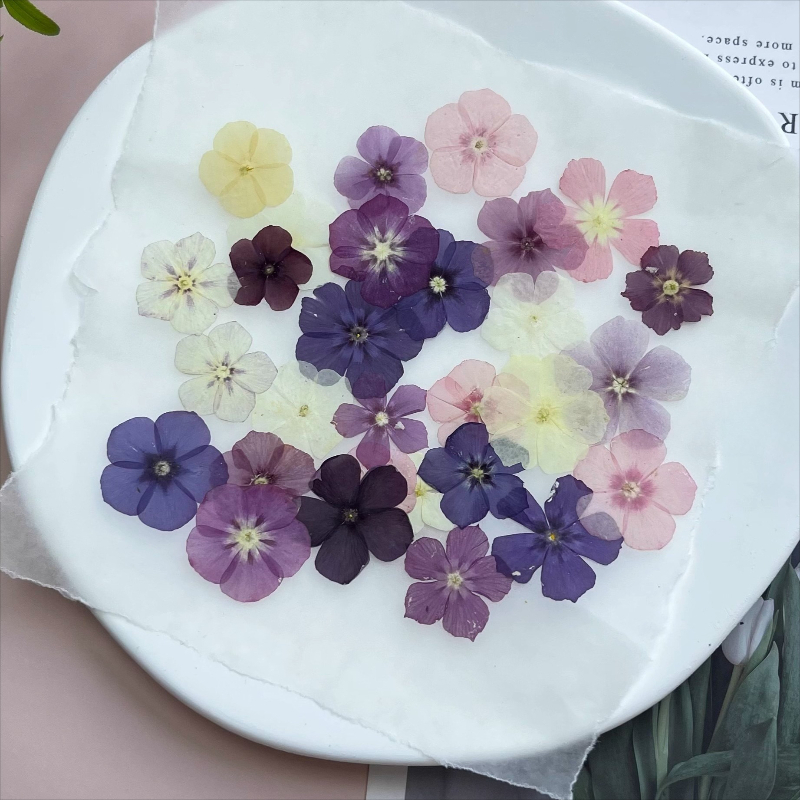 12pcs,Semi-Transparent Niche P - Pressed Flower Frame 리뷰 및 가격
