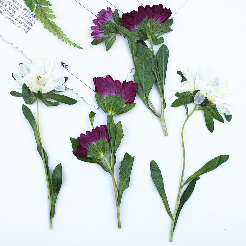 24pcs,Mini Chrysanthemum Press - Pressed Flower Frame 리뷰 및 가격