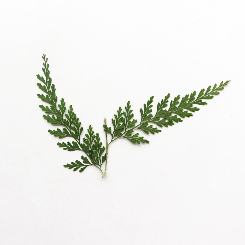 Nature Pressed Fern Branches,d - Pressed Flower Frame 리뷰 및 가격